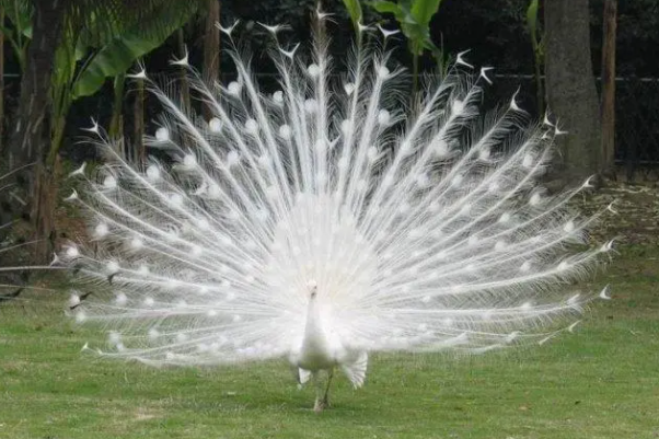 世界十大最美的鸟，第一是白孔雀，天鹅上榜