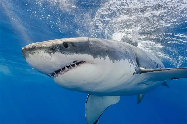 世界十大恐怖鲨鱼排名，第一濒临灭绝，第二被称为人类杀手（牛鲨）