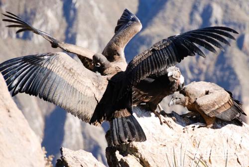 世界上飞得最高的鸟排名，黑白兀鹫得冠军！