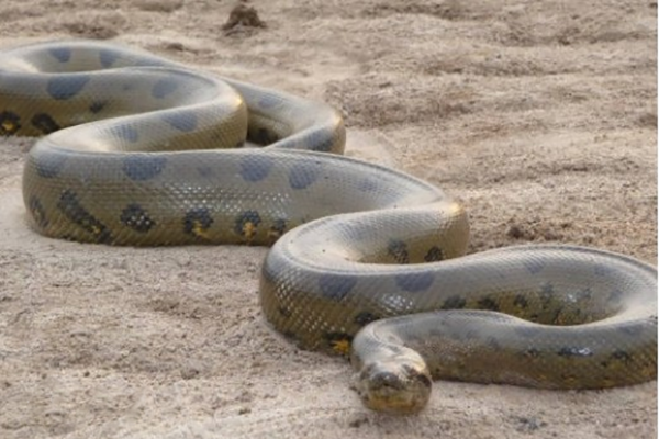 世界上最大的十种蛇：地毯蟒上榜，第一重量达250公斤