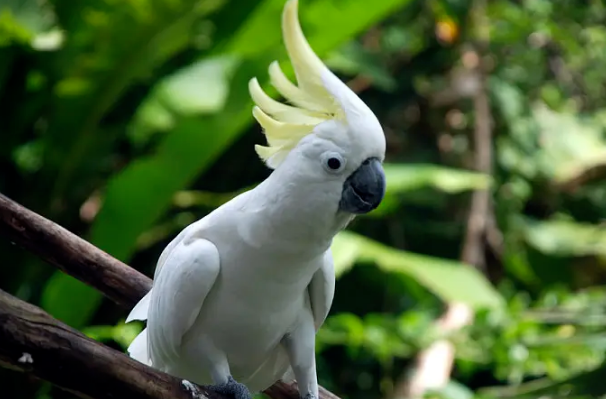 十大名贵鹦鹉品种，第一最为珍贵，椰子金刚排第六