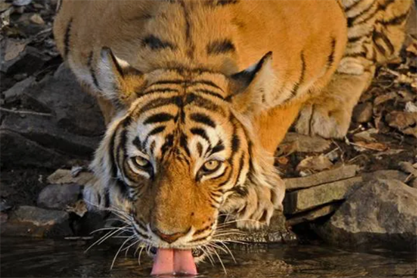 十大最强的老虎排名，老虎女王上榜，第二是食人虎