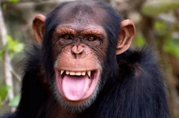 十大聪明动物排名，大猩猩排第一，第四可以说话