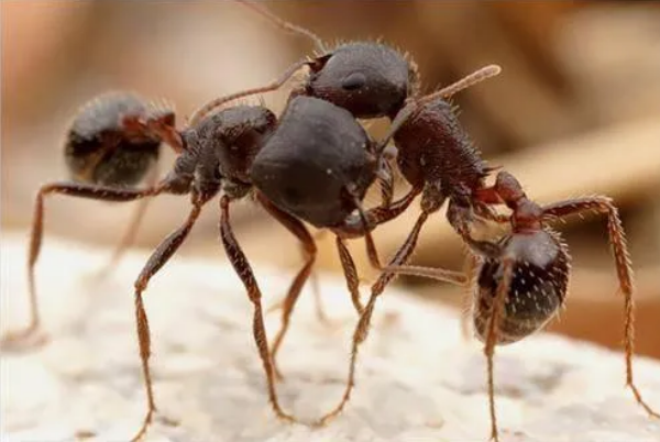 世界十大有毒蚂蚁，子弹蚁毒性最强，第三体型最大