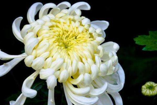 最名贵的十种花卉，中国十大名花均上榜，第五是花中皇后