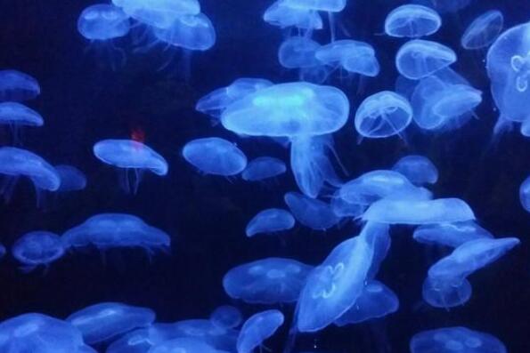 十大会发光动物排行榜 萤火虫上榜，第九是最迷人的海洋生物之一