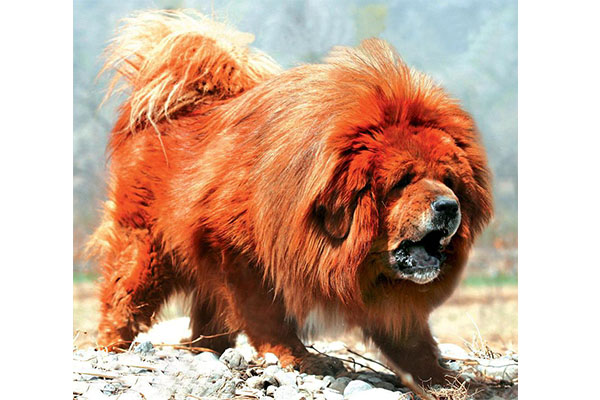 中国十大禁犬 杜宾犬和藏獒上榜，忠犬八公也在其中