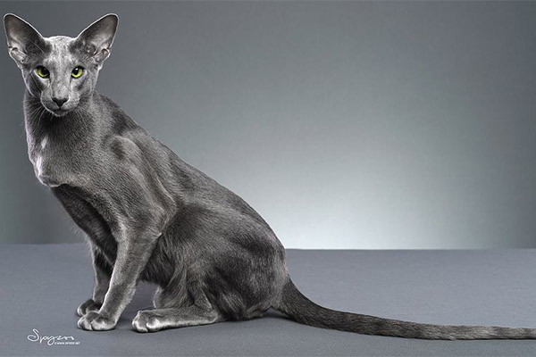 猫的友善程度排名top10 埃及猫上榜，第十是招财猫的原型