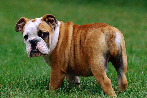 英国十大名犬：你喜欢忠诚又善良的英国斗牛犬吗？
