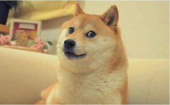 柴犬的寿命是多少年?10～15年(附柴犬的性格及饲养方法)