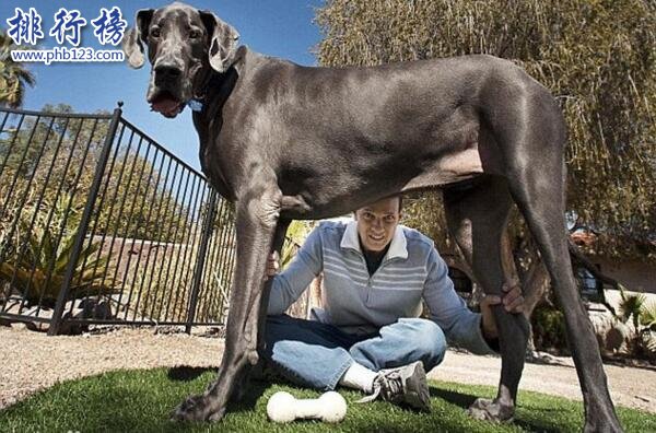 世界上最大的十个狗品种排名，犬中之王上榜，大丹犬排第一
