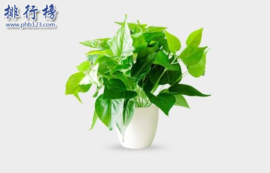 2017办公室绿植租赁平台排行榜,易租花第一,首绿第三