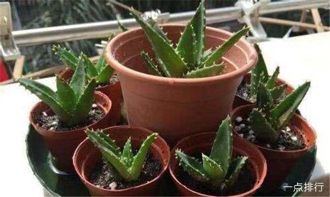 喜欢养花看看这些防辐射植物 十种防辐射植物排