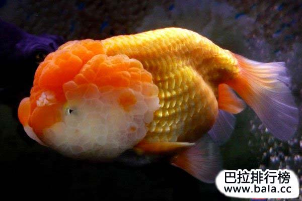 五大最难养的金鱼品种：虎头金鱼居榜首，你养过吗？