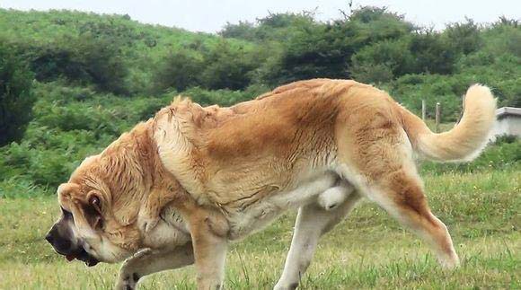 世界十大大型犬排行榜，坎高犬进入禁养名单
