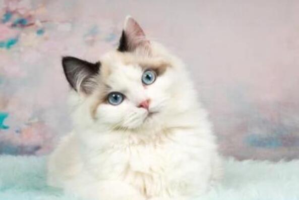 世界十大颜值最高的猫：布偶猫夺冠，波斯猫仅居第四