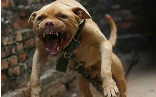 世界十大斗犬排名：比特犬位列第一
