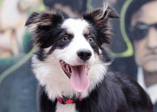 世界十大最受欢迎牧羊犬，边境牧羊犬排第一名