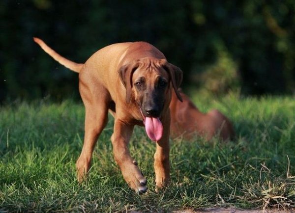 什么狗嗅觉最好？世界十大嗅觉猎犬品种排名