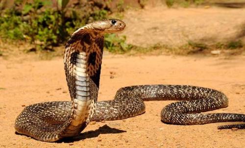 世界十大最恐怖动物排行，亚洲眼镜蛇位列榜首