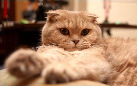 盘点世界十大最贵的猫咪，阿什拉猫高达61万元