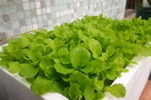适合秋天种植的十种蔬菜：小白菜、萝卜、芹菜均榜上有名