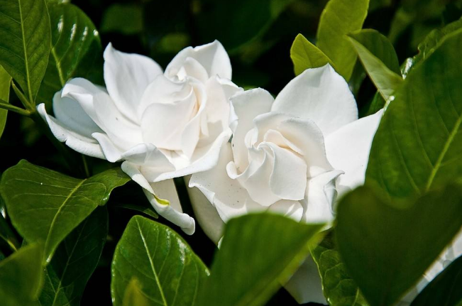 世界十大香花 栀子花排第一，茉莉花最受欢迎