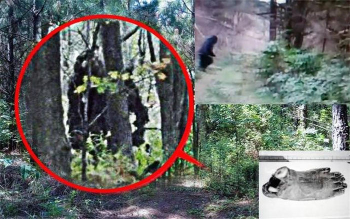 猴娃真是野人吗  1997年  专家对“猴娃”遗骨进行检测  结果如何