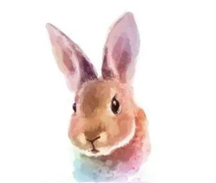 不同出生月份属兔人的命运，有什么不同