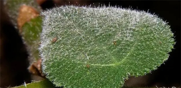 号称“自杀树”，这种让人疼到怀疑人生的植物，研究它要戴防毒面