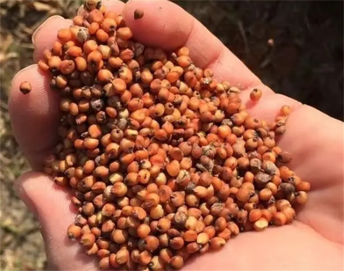 上世纪广泛种植的高粱为啥现在没人爱吃（高粱种植）