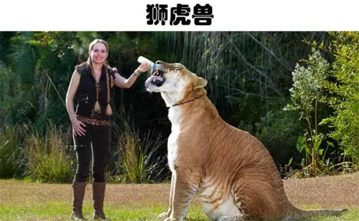 世界上真实存在着的5种奇怪的杂交动物