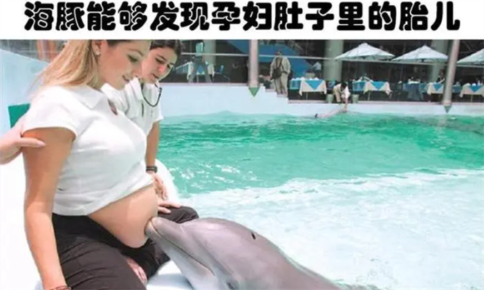 动物比你想象的更加聪明 关于动物的7个奇妙的冷知识