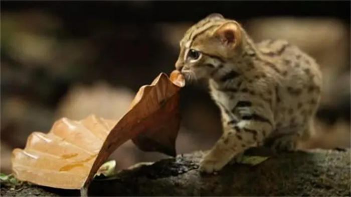 世上最小猫咪锈斑豹猫  萌是表象  逮松鼠抓兔子  一顿吃半斤肉