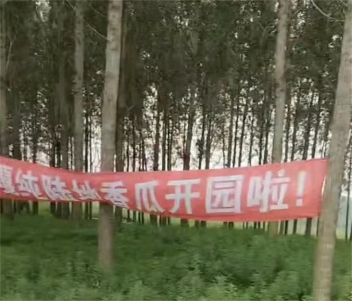 疑似城管拔瓜田横幅表示种地不能打广告 不让种地打广告