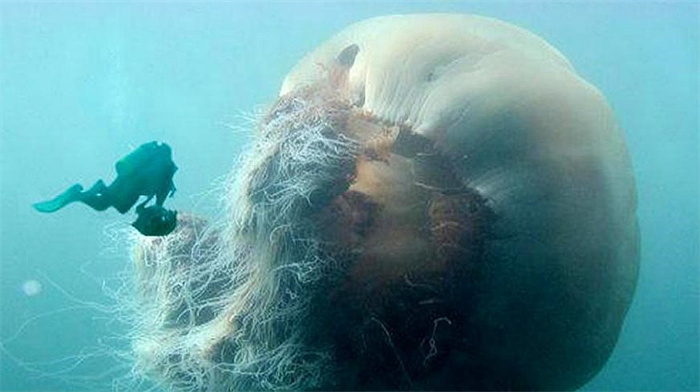 生物最大能长多大 是什么限制了生物的体型 我们被“锁死”了