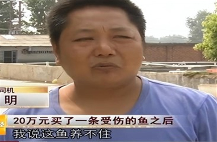 2008年  湖北男子花20万买一条受伤的鱼  3年后靠鱼赚了一亿元