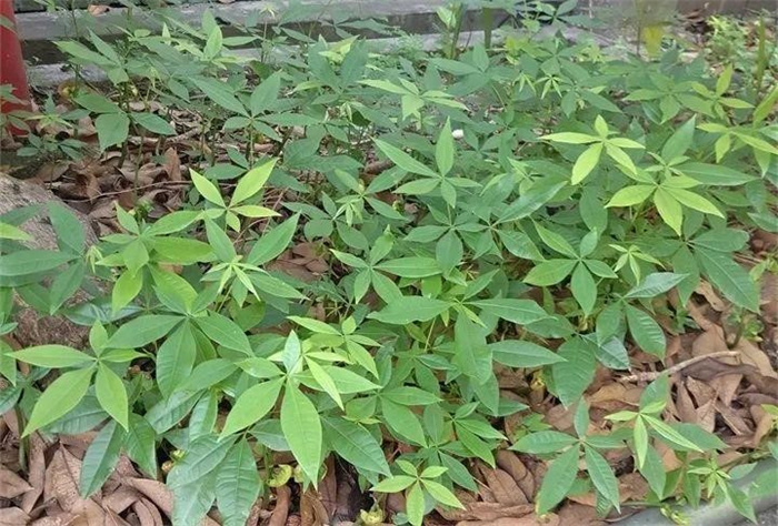 贵州女子1年赚900万满山不起眼的树叶成她的“摇钱树”