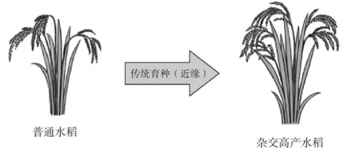 竹子和水稻竟能杂交，结出的新品种竹稻米能不能吃？怎么做到的？