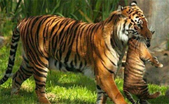古代的猛兽“彪”是何物？能捕杀老虎，2005年以后我国仅拍到3次