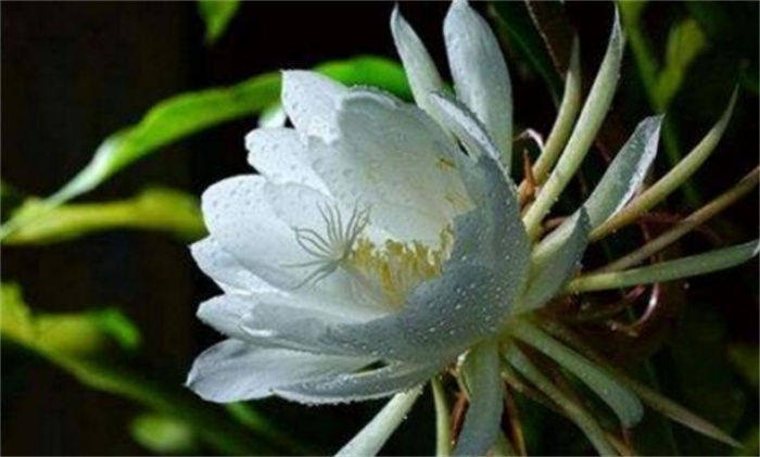 昙花什么时候开花 昙花养几年才能开花（夏季）