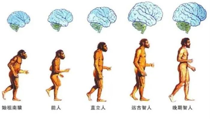 人类文明正在飞速发展，大脑却在不断萎缩？我们会越变越笨吗？