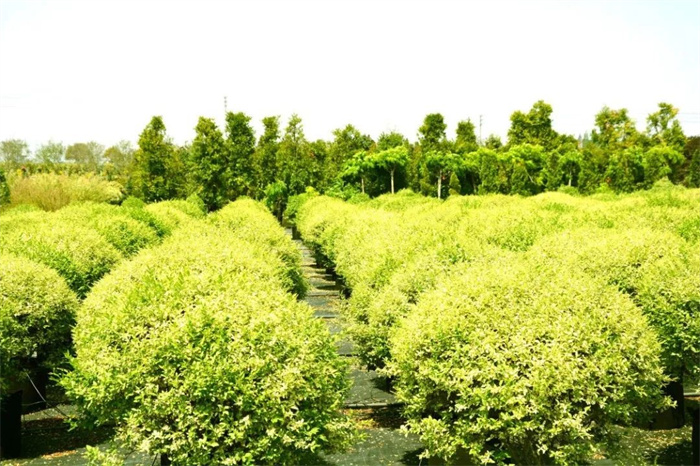 世界上最大的树是乔木还是灌木 乔木和灌木的区别是什么（乔木）