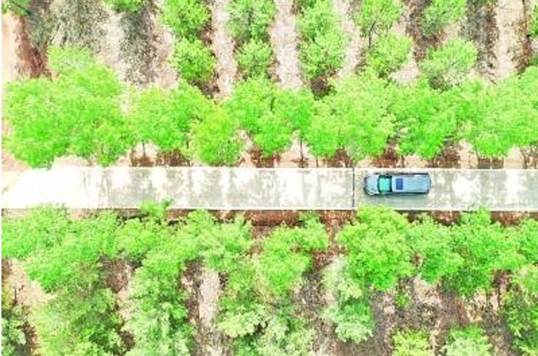 荒漠化防治 努力创造新时代中国防沙治沙新奇迹