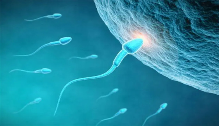人类卵子对某些人的精子更喜爱  甚至为其“开后门” 怎么回事