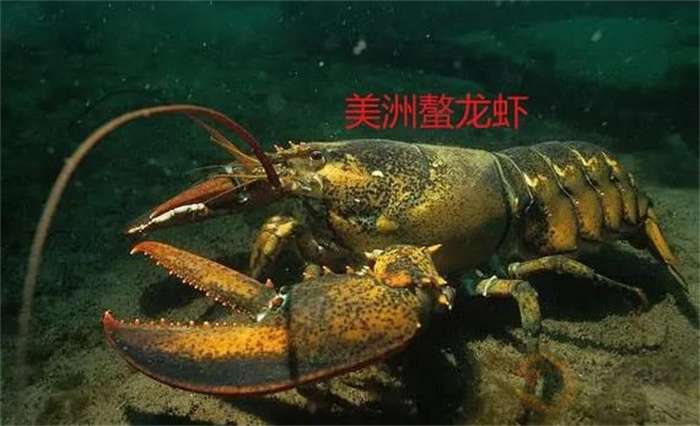世界上最大的虾是什么虾（美洲螯龙虾）