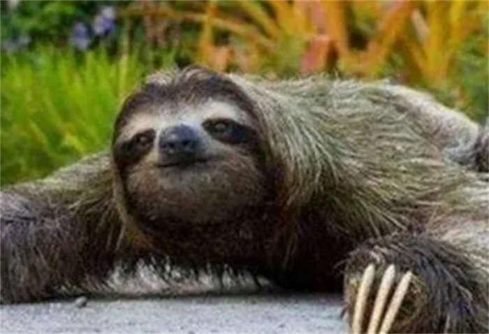 水猴子到底是什么生物 真的有水猴子这种生物吗（没有）
