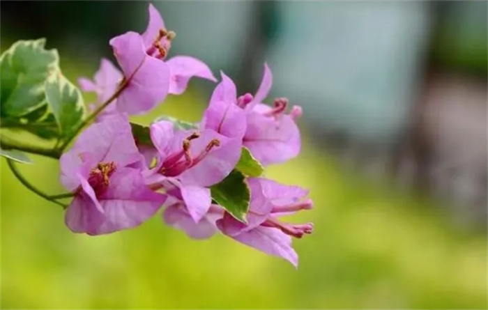 命运非常不错的三大生肖，生儿成龙生女成凤，家庭氛围很轻松
