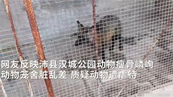 游客吐槽动物园中出现断臂黑熊