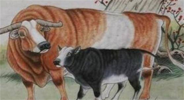 尽力而为，顺天意：生肖牛天生就是为了还债？牛年出生的人要仔细